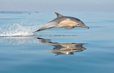 Tour en bateau / Delfines and Sunrise
